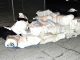 Two Golden Grove Men Nabbed With Firearms & Drugs