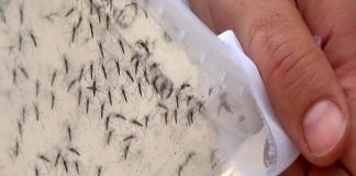 Reportan siete casos de personas infectadas por el virus de Zika en el país