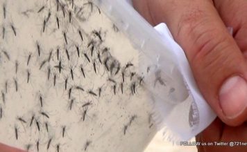 Reportan siete casos de personas infectadas por el virus de Zika en el país