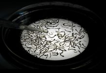 Country has Seven Lab Confirmed Zika Virus Cases. CPS Re-enforces message to the community to take measures to prevent mosquito breeding