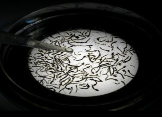 CPS activará Programa Nacional de Eliminación de Mosquitos en la Comunidad. El Proyecto piloto iniciará el 20 de agosto.