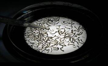 CPS activará Programa Nacional de Eliminación de Mosquitos en la Comunidad. El Proyecto piloto iniciará el 20 de agosto.