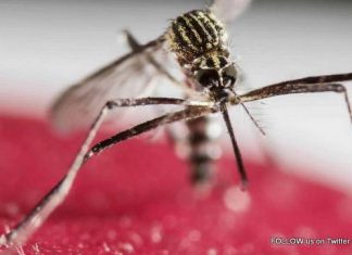 CPS commends CARPHA on Caribbean Mosquito Awareness Week. Calls on community to fight the bite, destroy mosquito breeding sites