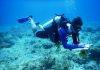 Nature Foundation Conducts Coral Reef Monitoring According to Global Standards in Man of War Shoal Marine Park