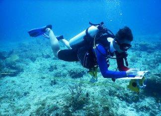 Nature Foundation Conducts Coral Reef Monitoring According to Global Standards in Man of War Shoal Marine Park