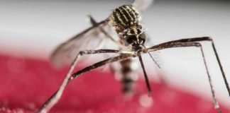 43 homes/yards inspected in Ebenezer one in every four yards found positive for mosquito larvae.
