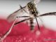Community Councils, Businesses, Organizations and Interested Persons Invited to Meeting about Mosquito Prevention Measures