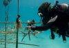 St. Maarten, Saba and Statia give boost to coral restoration initiatives in the Caribbean