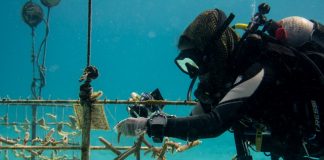 St. Maarten, Saba and Statia give boost to coral restoration initiatives in the Caribbean