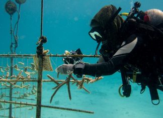 St. Maarten, Saba and Statia give boost to coral restoration initiatives in the Caribbean