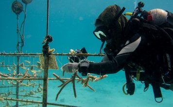 St. Maarten, Saba and Statia give boost to coral restoration initiatives in the Caribbean