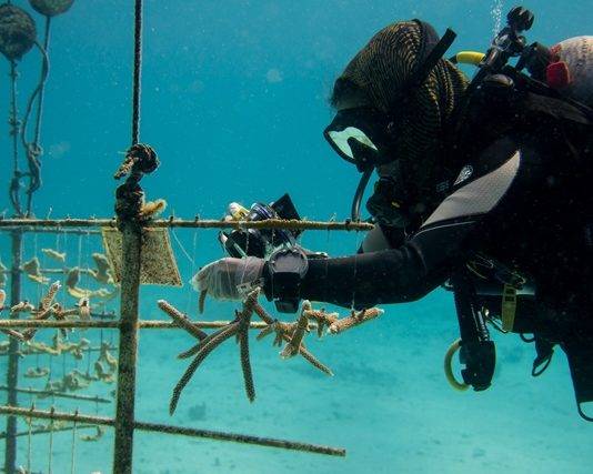 St. Maarten, Saba and Statia give boost to coral restoration initiatives in the Caribbean