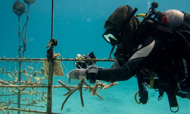 St. Maarten, Saba and Statia give boost to coral restoration initiatives in the Caribbean