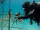 St. Maarten, Saba and Statia give boost to coral restoration initiatives in the Caribbean