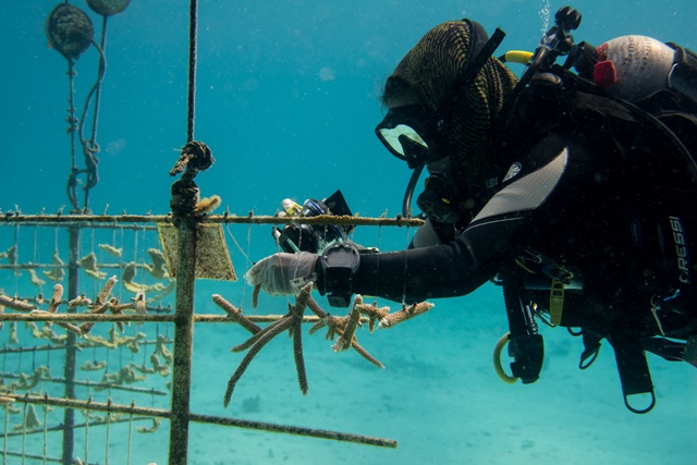 coral restoration 1
