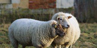 Dutch Caribbean Agriculture, Livestock and Fisheries Alliance Conference 2026