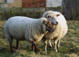Sugieren medidas para proteger animales durante el paso un huracán
