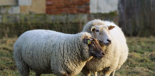 Dutch Caribbean Agriculture, Livestock and Fisheries Alliance Conference 2026