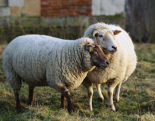 Sugieren medidas para proteger animales durante el paso un huracán