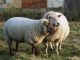 Dutch Caribbean Agriculture, Livestock and Fisheries Alliance Conference 2026