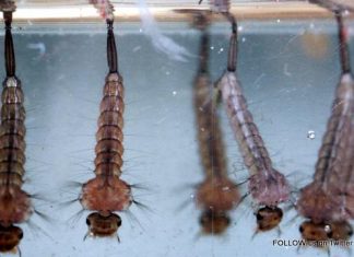 CPS Re-emphasizes use mosquito repellent and take measures to eliminate mosquito breeding sites after rainfall