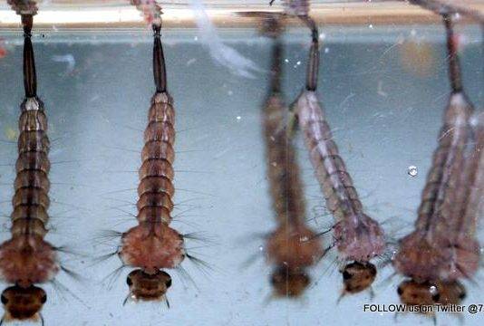 CPS Urges Immediate Action Following Heavy Rainfall to Prevent Mosquito Breeding