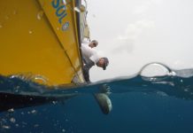 Nature Foundation Starts Tagging Endangered Shark Species on Sint Maarten