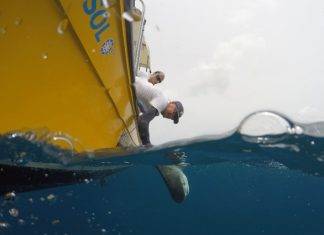 Nature Foundation Starts Tagging Endangered Shark Species on Sint Maarten
