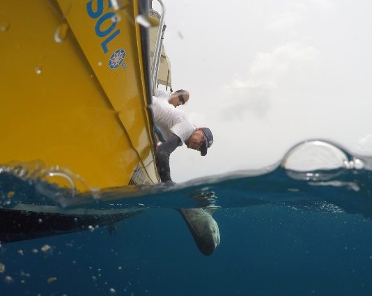 Nature Foundation Starts Tagging Endangered Shark Species on Sint Maarten