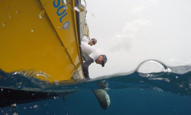 Nature Foundation Starts Tagging Endangered Shark Species on Sint Maarten
