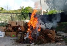 Anguilla Police Report: Police destroy 10,000 cannabis plants and South Hill man on bail