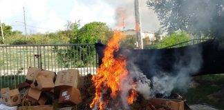 Anguilla Police Report: Police destroy 10,000 cannabis plants and South Hill man on bail