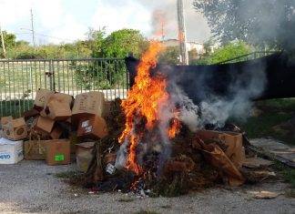 Anguilla Police Report: Police destroy 10,000 cannabis plants and South Hill man on bail