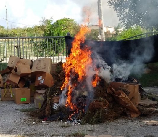 Anguilla Police Report: Police destroy 10,000 cannabis plants and South Hill man on bail