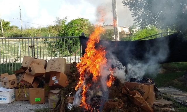Anguilla Police Report: Police destroy 10,000 cannabis plants and South Hill man on bail