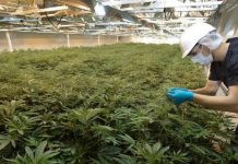 VI Rastafarians propose ‘commercial marijuana’ as 3rd economic pillar