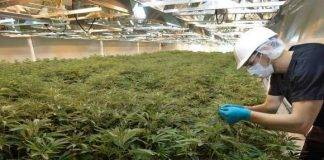 VI Rastafarians propose ‘commercial marijuana’ as 3rd economic pillar