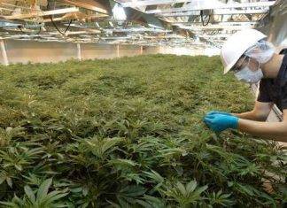 VI Rastafarians propose ‘commercial marijuana’ as 3rd economic pillar