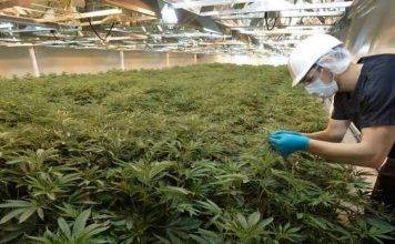 VI Rastafarians propose ‘commercial marijuana’ as 3rd economic pillar