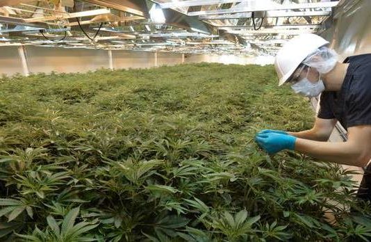 VI Rastafarians propose ‘commercial marijuana’ as 3rd economic pillar