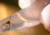 Mosquito-borne Mayaro virus emerges in Haiti