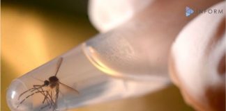 Mosquito-borne Mayaro virus emerges in Haiti