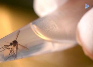 Mosquito-borne Mayaro virus emerges in Haiti