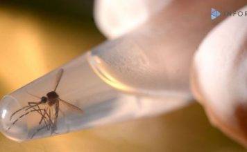 Mosquito-borne Mayaro virus emerges in Haiti