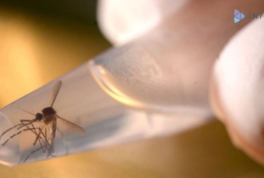 Mosquito-borne Mayaro virus emerges in Haiti
