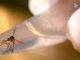 Mosquito fogging campaign postponed due to rainfall. CPS advises to continue to eliminate mosquito breeding place