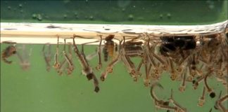 Continue to take measures to eliminate mosquito breeding sites after rainfall to lower the mosquito population