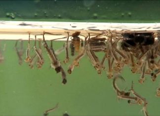 CPS Re-emphasizes use mosquito repellent and take measures to eliminate mosquito breeding sites after rainfall