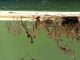 Continue to take measures to eliminate mosquito breeding sites after rainfall to lower the mosquito population