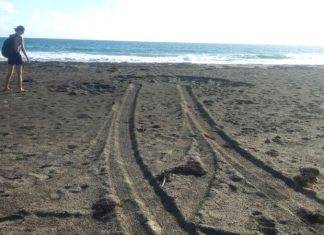 Illegal Driving on Zeelandia Beach